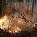 australian-fire-animals-extinction