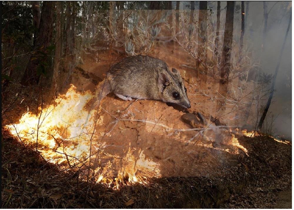 Read more about the article Fires in Australia: 7 animals likely to disappear